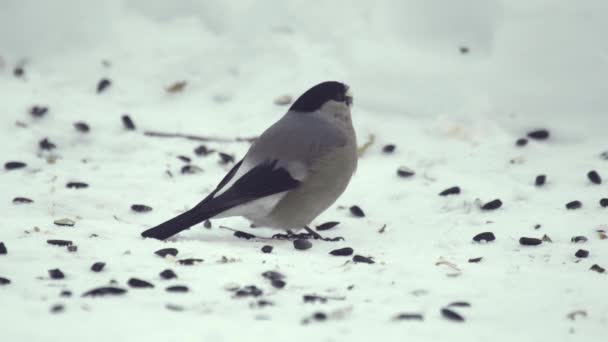 Bullfinch eating seeds — Stock Video