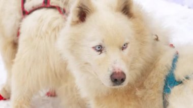Husky kızak köpekleri yarışmalar önce