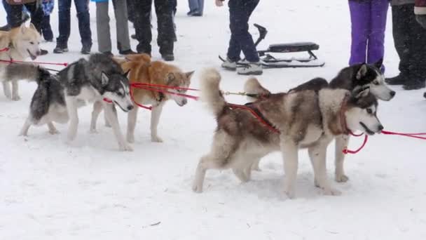 Team of husky sled dogs — Stock Video