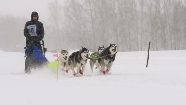 Husky kızak köpekleri köpek-sürücü ile takım — Stok video