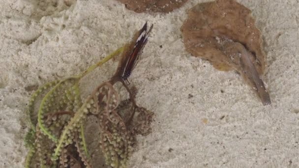 모래 사장에 바둑의 나비 — 비디오