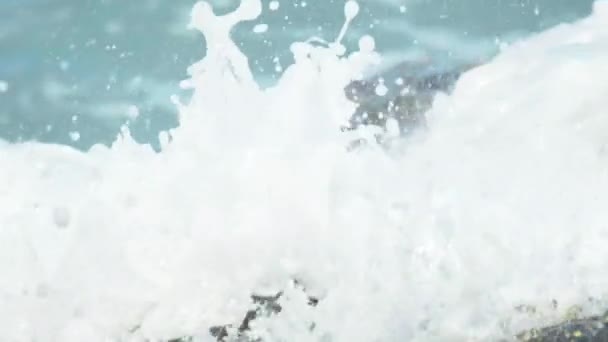 Крабы на скале на пляже — стоковое видео