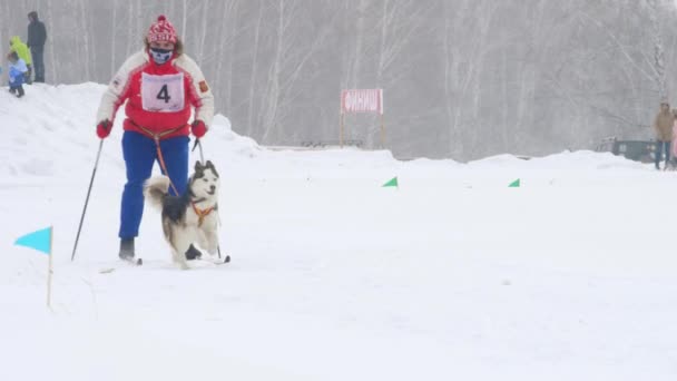 Μεγαλόσωμος σκύλος και άνθρωπος αθλητή κατά τη διάρκεια αγώνων skijoring — Αρχείο Βίντεο
