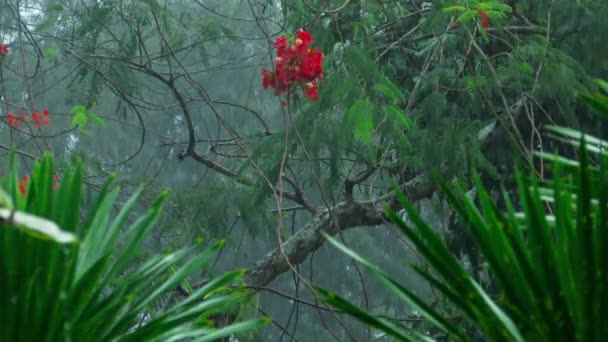 Lluvias tropicales al aire libre — Vídeo de stock