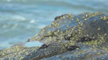 Sahilde rock üzerinde Yengeç