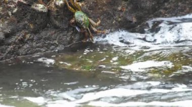 Sahilde rock üzerinde Yengeç