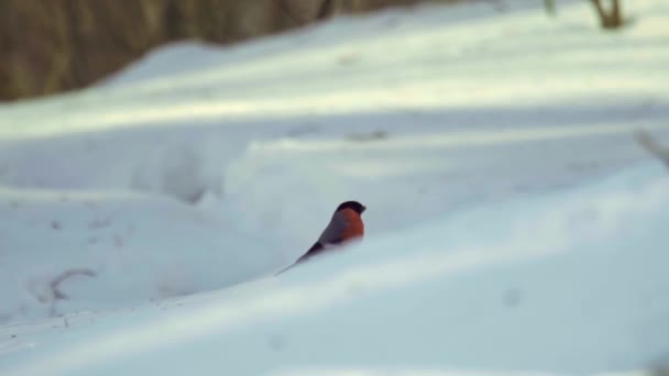 Tohumları yemek şakrak kuşu — Stok video