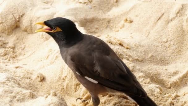 Gemeiner myna -acridotheres tristis- — Stockvideo