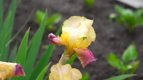 Iris húmedo amarillo-púrpura bajo la lluvia — Vídeo de stock