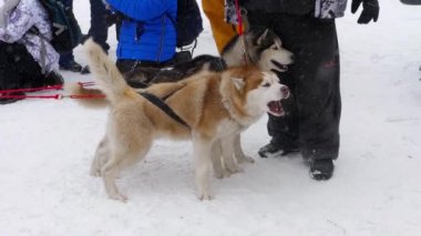 Husky kızak köpekleri ekibi
