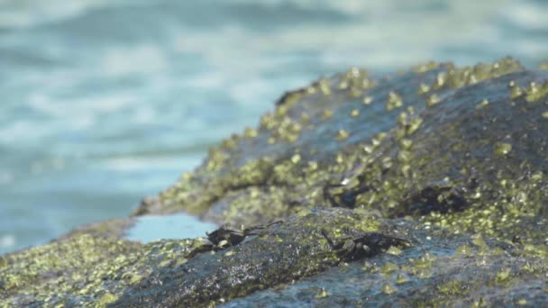 Cangrejos en la roca en la playa — Vídeo de stock