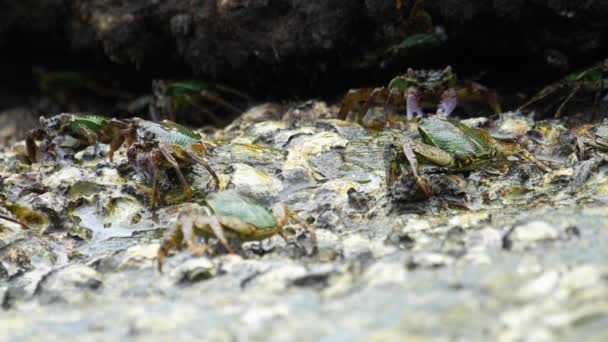 Krabi na skále na pláži — Stock video
