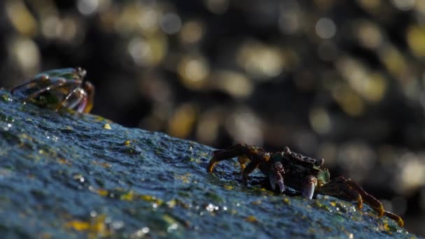 Krabben op de rots op het strand — Stockvideo