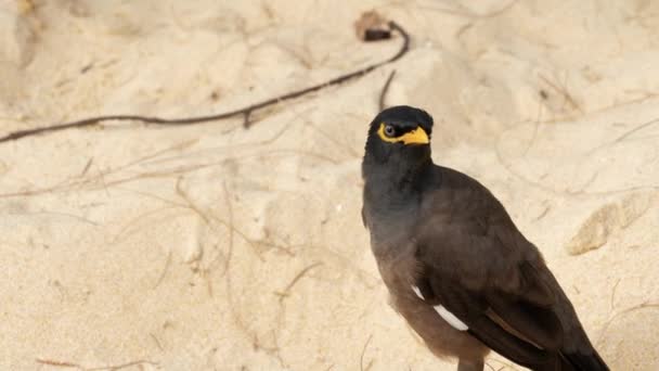 Frecuentes Myna-Acridotheres tristis - — Vídeo de stock