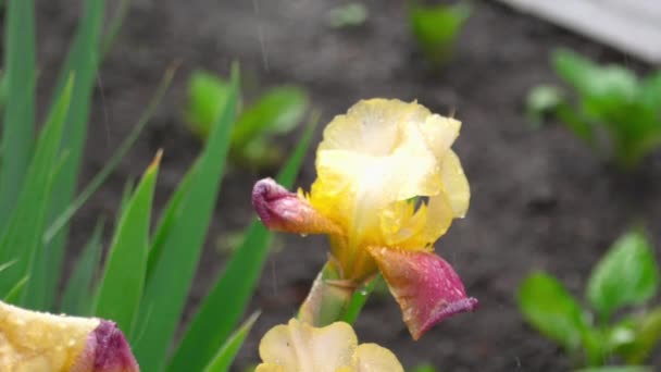 Wet yellow-purple iris under rain — Stock Video
