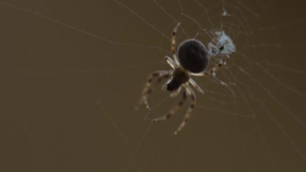 Spider tisse une toile 