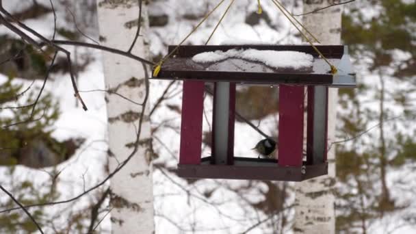 Alimentador de aves no parque — Vídeo de Stock
