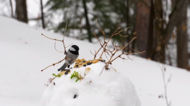 Titmouse feeder in the forest — Stock Video