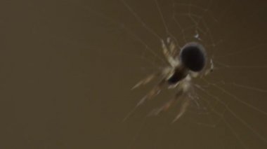 bir web Spider örgüleri