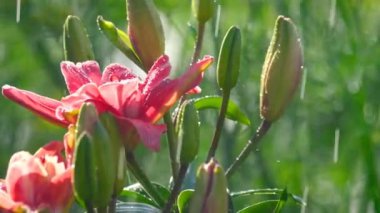 Yağmur altında pembe Lily çiçek
