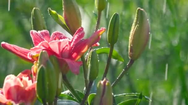 Růžový květ lilie v dešti — Stock video