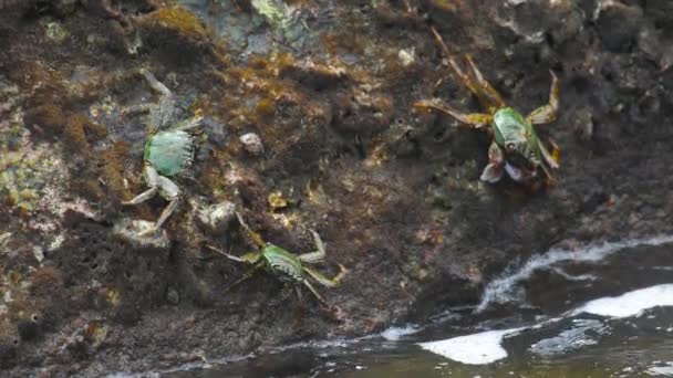 Crabes sur le rocher à la plage — Video