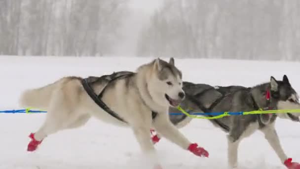 Husky kızak köpekleri köpek-sürücü ile takım — Stok video