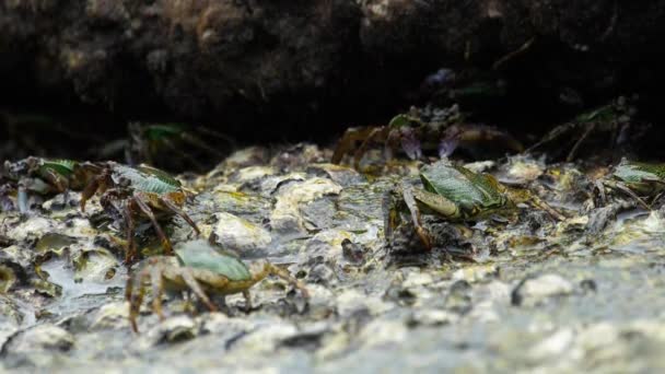 Krabben auf dem Felsen am Strand — Stockvideo