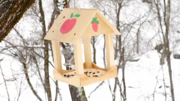 Vogelfutterhäuschen im Park — Stockvideo