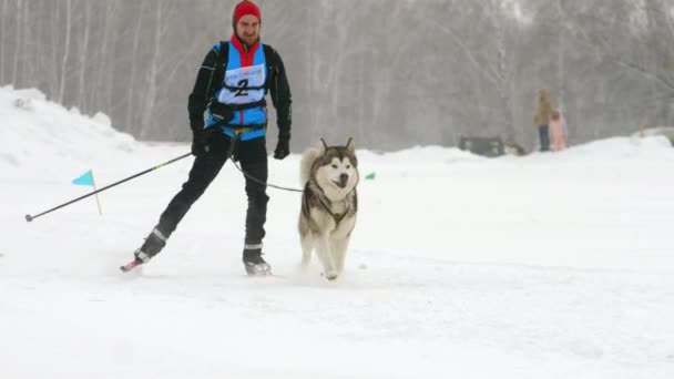 Husky cane e uomo atleta durante le competizioni di skijoring — Video Stock