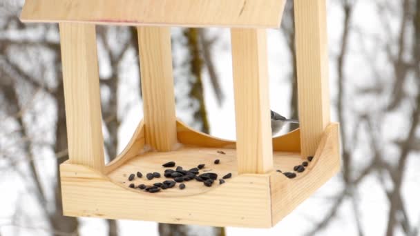 Bird feeder in the park — Stock Video