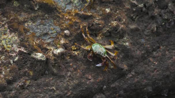 Crabes sur le rocher à la plage — Video