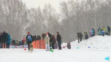 Husky köpek ve adam atlet skijoring yarışmalar sırasında