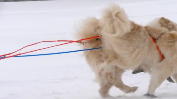 Team van husky sledehonden met hond-stuurprogramma — Stockvideo