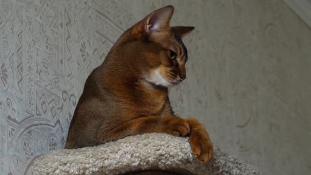 Η γάτα αβυσσινιακού πορτρέτο — Αρχείο Βίντεο