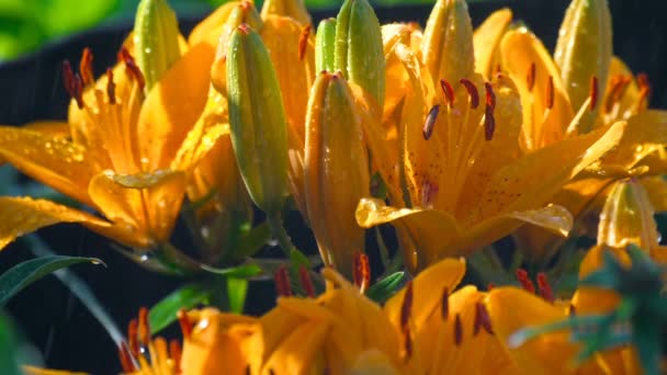 Petals of orange lily under rain — Stock Video