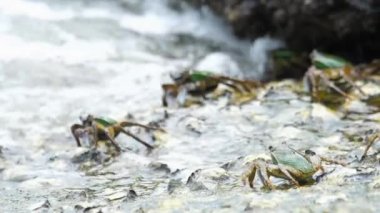 Sahilde rock üzerinde Yengeç