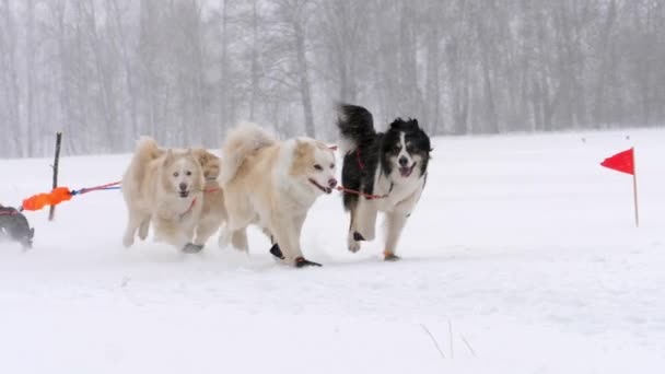 Team van husky sledehonden met hond-stuurprogramma — Stockvideo