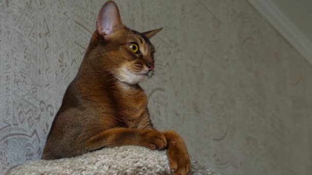 Абиссинский кошачий портрет — стоковое видео
