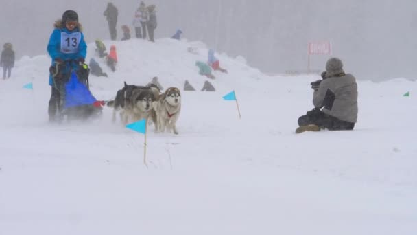 犬ドライバーとハスキーそり犬のチーム — ストック動画