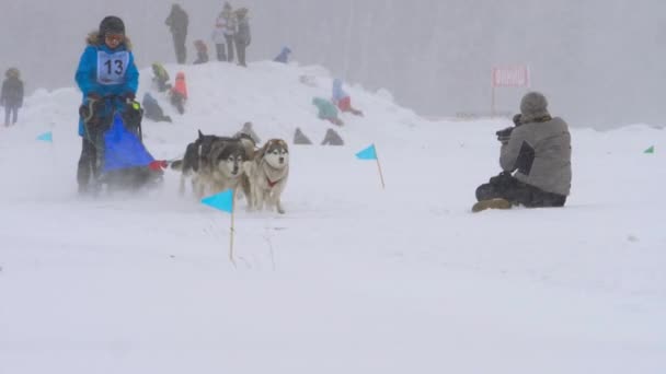 Team van husky sledehonden met hond-stuurprogramma — Stockvideo