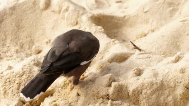 Frecuentes Myna-Acridotheres tristis - — Vídeo de stock