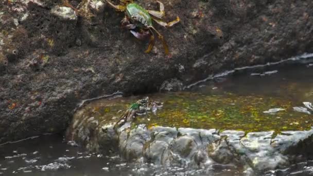 Granchi sulla roccia in spiaggia — Video Stock