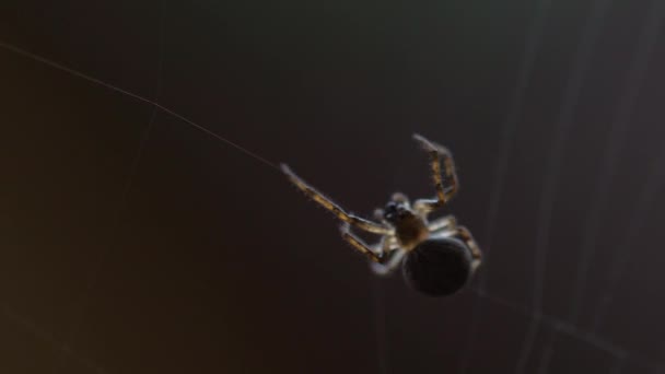 Araña teje una tela — Vídeos de Stock