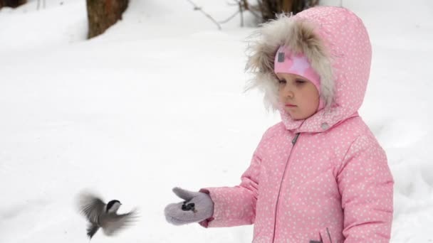 Vogels eten zaden uit childrens hand — Stockvideo