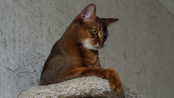 Retrato de gato abisinio — Vídeos de Stock