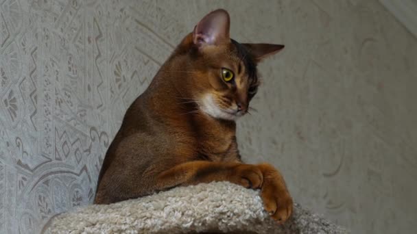 Abyssinian kat portret — Stockvideo