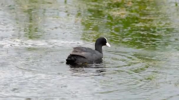 Coot eurasiano está nadando em uma lagoa — Vídeo de Stock