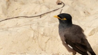 Ortak Myna - Acridotheres tristis-