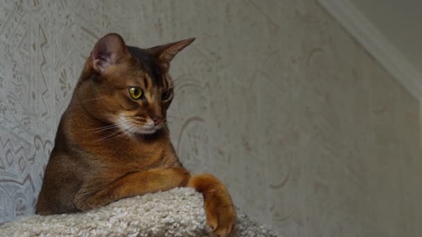 Habeş kedisi portre — Stok video